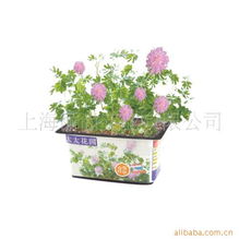 上海丽尚实业 花卉种子 种苗产品列表